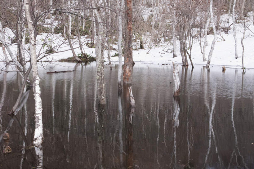 无人,横图,室外,白天,正面,旅游,度假,河流,美景,树林,水,雪,植物,大雪,长野县,日本,亚洲,许多,河水,积雪,景观,水流,雪景,冬季,冬天,娱乐,树,树木,绿色,自然,享受,休闲,景色,放松,寒冷,生长,成长,自然风光,东亚,本州,本州岛,日本国,中部地方,长野,严寒,彩图