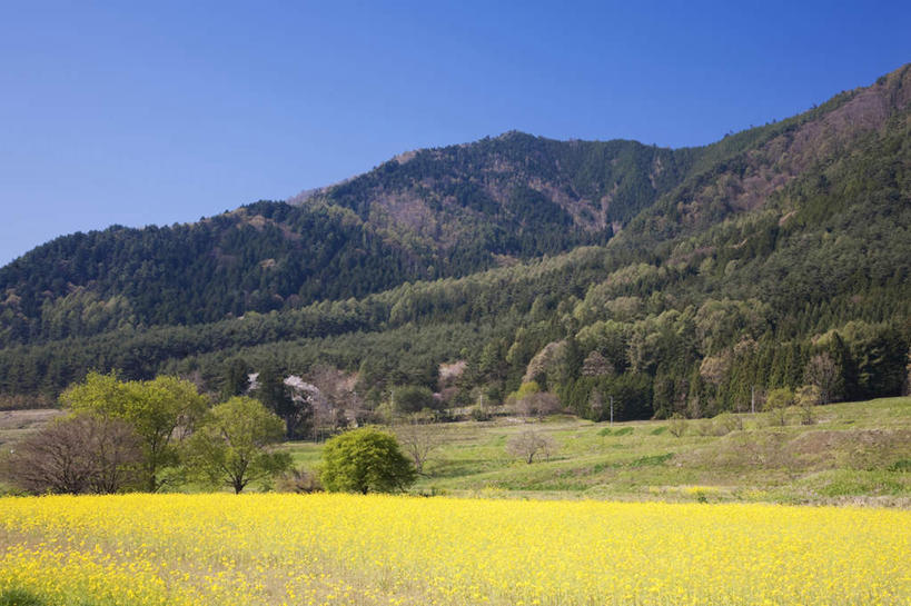 无人,横图,室外,白天,仰视,旅游,度假,花海,花圃,美景,山,树林,植物,叶子,长野县,日本,亚洲,许多,盛开,景观,山峰,绿叶,山峦,花蕾,娱乐,花,花瓣,花朵,花卉,鲜花,树,树木,黄色,蓝色,绿色,蓝天,天空,自然,花丛,花田,天,花苞,花蕊,油菜花,享受,休闲,嫩叶,景色,放松,生长,晴朗,成长,自然风光,东亚,本州,万里无云,本州岛,日本国,中部地方,长野,叶,叶片,晴空,晴空万里,彩图,低角度拍摄,芸苔,芸薹
