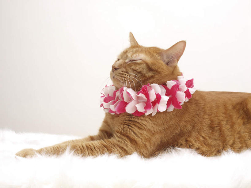 无人,坐,横图,室内,白天,白色背景,侧面,宠物,猫,羽毛,许多,轻盈,柔软,装饰,环绕,围绕,花环,毯子,注视,赤素馨花,一只,红色,白色,灰色,动物,观察,看,趴着,可爱,摄影,影棚,观看,华丽,修饰,点缀,察看,关注,猫咪,轻柔,衬托,美观,雅致,雅观,蛋黄花,鸡蛋花,缅栀花,趴,坐着,半身,彩图,影棚拍摄,拍摄