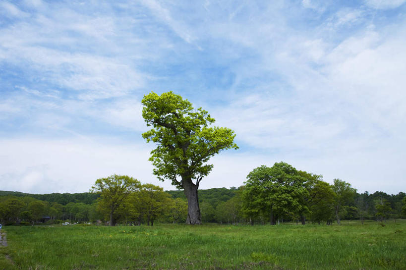无人,横图,室外,白天,仰视,旅游,度假,草地,草坪,美景,树林,植物,长野县,日本,亚洲,许多,景观,云,云朵,云彩,娱乐,草,树,树木,蓝色,绿色,白云,蓝天,天空,自然,天,享受,休闲,景色,放松,生长,晴朗,成长,自然风光,东亚,本州,本州岛,日本国,中部地方,长野,晴空,彩图,低角度拍摄