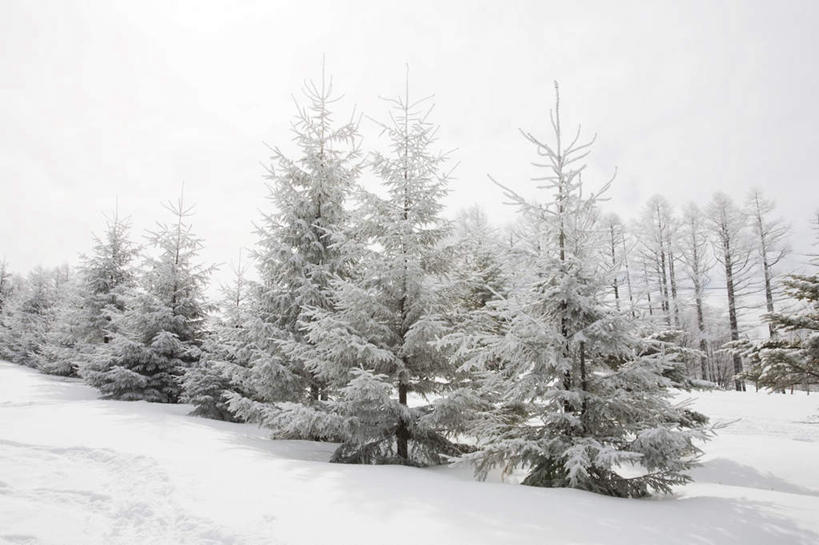 无人,横图,室外,白天,仰视,旅游,度假,美景,树林,雪,植物,大雪,道路,路,富山县,日本,亚洲,许多,阴影,光线,影子,积雪,景观,雪景,冬季,冬天,小路,交通,娱乐,树,树木,蓝色,绿色,白色,蓝天,天空,阳光,自然,天,享受,休闲,景色,放松,寒冷,生长,晴朗,成长,自然风光,东亚,本州,万里无云,本州岛,日本国,中部地方,严寒,富山,晴空,晴空万里,彩图,低角度拍摄