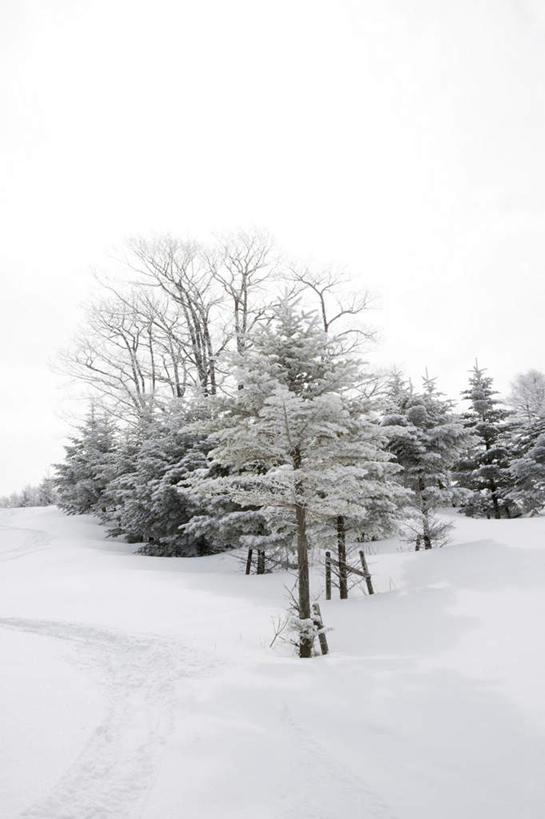 无人,竖图,室外,白天,仰视,旅游,度假,美景,树林,雪,植物,大雪,道路,路,富山县,日本,亚洲,许多,积雪,景观,雪景,冬季,冬天,小路,交通,娱乐,树,树木,绿色,白色,天空,自然,天,享受,休闲,景色,放松,寒冷,生长,晴朗,成长,自然风光,东亚,本州,万里无云,本州岛,日本国,中部地方,严寒,富山,晴空,晴空万里,彩图,低角度拍摄
