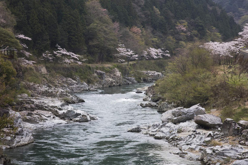无人,横图,俯视,室外,白天,旅游,度假,河流,石头,美景,山,山脉,树林,水,植物,樱花,日本,亚洲,许多,石子,河水,景观,山峰,水流,樱花树,山峦,娱乐,树,树木,粉色,绿色,小溪,自然,群山,溪水,享受,休闲,景色,放松,生长,成长,自然风光,东亚,本州,本州岛,日本国,中部地方,岐阜,岐阜县,仙樱花,福岛樱,青肤樱,石块,荆桃,彩图,高角度拍摄