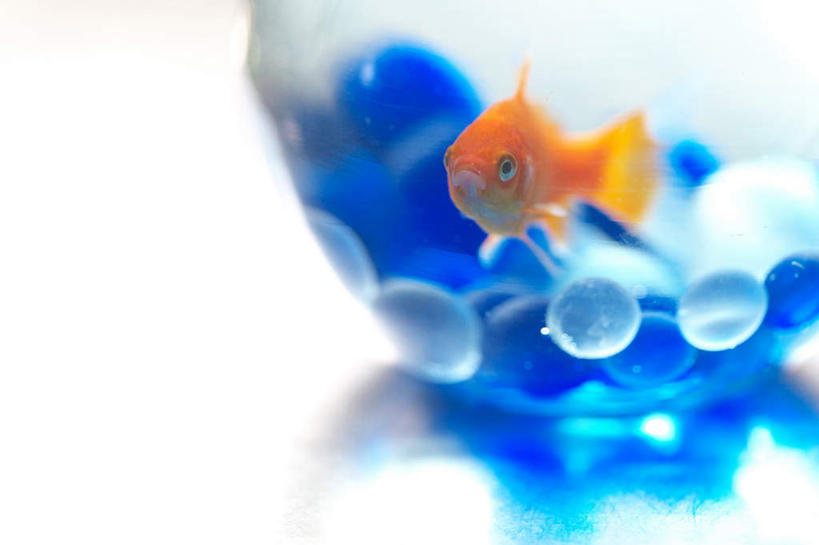 游泳,无人,横图,俯视,室内,特写,白天,白色背景,玻璃,一条,朦胧,模糊,金鱼,鱼,鱼缸,鱼类,玻璃制品,一个,蓝色,金色,摄影,影棚,单个,观赏鱼,金鲫鱼,泅水,彩图,高角度拍摄,全身,影棚拍摄,拍摄