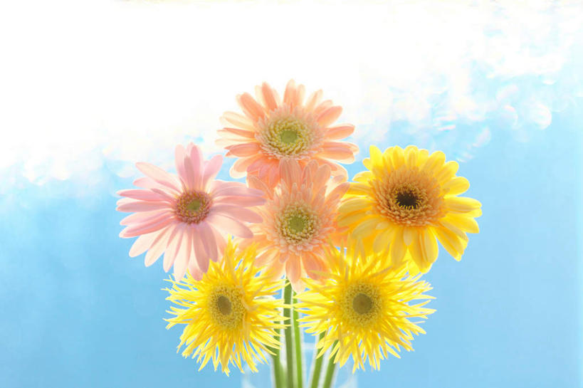 无人,横图,室外,特写,白天,正面,旅游,度假,美景,植物,叶子,神奈川,日本,亚洲,许多,阴影,朦胧,模糊,盛开,光线,泡沫,影子,景观,绿叶,非洲菊,神奈川县,娱乐,花,花瓣,花朵,花卉,鲜花,阳光,自然,花蕊,享受,休闲,嫩叶,菊花,景色,放松,自然风光,东亚,本州,关东地方,本州岛,日本国,扶郎花,灯盏花,千日菊,叶,叶片,彩图