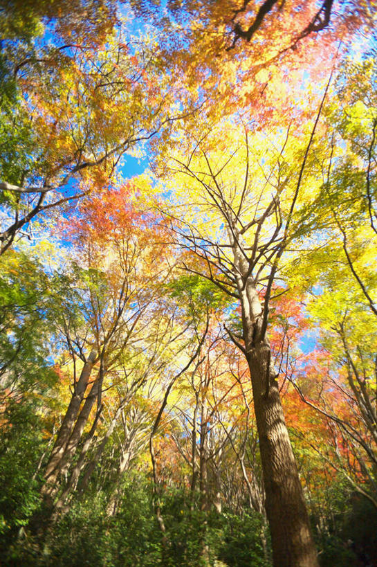 无人,竖图,室外,白天,仰视,旅游,度假,美景,秋季,树林,植物,神奈川,日本,亚洲,许多,阴影,光线,影子,景观,神奈川县,娱乐,树,树木,蓝色,绿色,蓝天,天空,阳光,自然,天,享受,休闲,景色,放松,生长,晴朗,成长,自然风光,东亚,本州,万里无云,关东地方,本州岛,日本国,晴空,晴空万里,秋,秋天,彩图,低角度拍摄