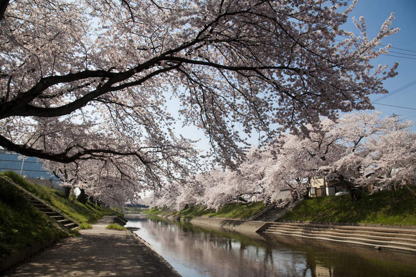 无人,家,横图,室外,白天,仰视,旅游,度假,河流,美景,树林,水,植物,楼梯,樱花,叶子,日本,亚洲,许多,阴影,盛开,光线,影子,房屋,阶梯,屋子,河水,景观,水流,绿叶,娱乐,楼房,台阶,住宅,花,花瓣,花朵,花卉,鲜花,树,树木,蓝色,绿色,蓝天,天空,阳光,自然,天,花蕊,享受,休闲,嫩叶,景色,放松,生长,晴朗,成长,自然风光,东亚,本州,万里无云,本州岛,日本国,中部地方,岐阜,岐阜县,仙樱花,福岛樱,青肤樱,叶,叶片,晴空,晴空万里,荆桃,彩图,低角度拍摄,房子