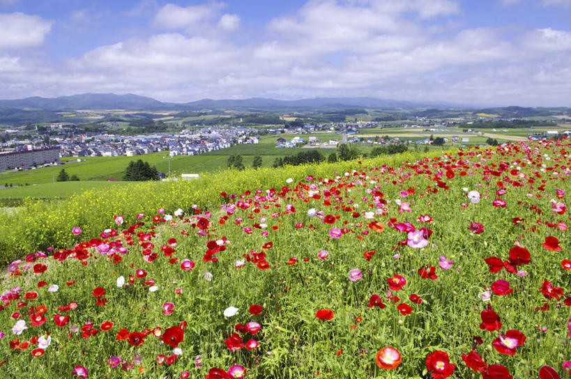 无人,家,横图,俯视,航拍,室外,白天,旅游,度假,草地,草坪,花海,花圃,美景,山,山脉,植物,罂粟,叶子,北海道,日本,亚洲,许多,盛开,房屋,屋子,景观,山峰,云,云朵,绿叶,草药,山峦,花蕾,云彩,娱乐,楼房,中药,住宅,草,花,花瓣,花朵,花卉,鲜花,红色,蓝色,绿色,白云,蓝天,天空,自然,花丛,花田,群山,天,花苞,花蕊,油菜花,享受,休闲,嫩叶,景色,放松,生长,晴朗,成长,毒品,鸟瞰,自然风光,药材,中草药,东亚,中药材,本草,日本国,北海道地方,北海道岛,止痛,镇静,安眠,红罂粟,叶,叶片,晴空,罂粟花,彩图,高角度拍摄,房子,芸苔,芸薹