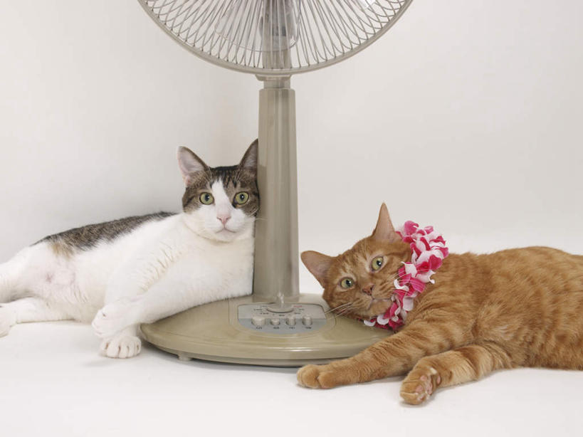 无人,躺,横图,俯视,室内,白天,白色背景,宠物,猫,装饰,花环,墙,风扇,注视,墙壁,墙面,动物,围巾,观察,看,两只,温暖,可爱,摄影,影棚,围脖,观看,保暖,电扇,华丽,点缀,察看,御寒,关注,猫咪,衬托,美观,雅致,雅观,卧着,躺着,卧,半身,彩图,高角度拍摄,影棚拍摄,拍摄