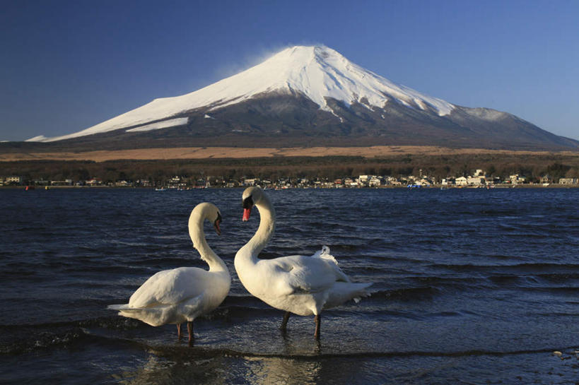 无人,站,横图,室外,白天,侧面,旅游,度假,河流,美景,山,山脉,树林,水,雪,植物,大雪,鸟,野生动物,天鹅,日本,亚洲,许多,阴影,朦胧,模糊,光线,鸟类,影子,河水,积雪,景观,山峰,水流,雪景,冬季,冬天,山峦,娱乐,相视,树,树木,蓝色,绿色,蓝天,天空,阳光,自然,动物,群山,天,站着,两只,享受,休闲,面对面,景色,放松,寒冷,可爱,生长,晴朗,成长,对视,自然风光,相对,东亚,本州,万里无云,相看,本州岛,日本国,中部地方,山梨,山梨县,严寒,晴空,晴空万里,鹄,站立,彩图,全身