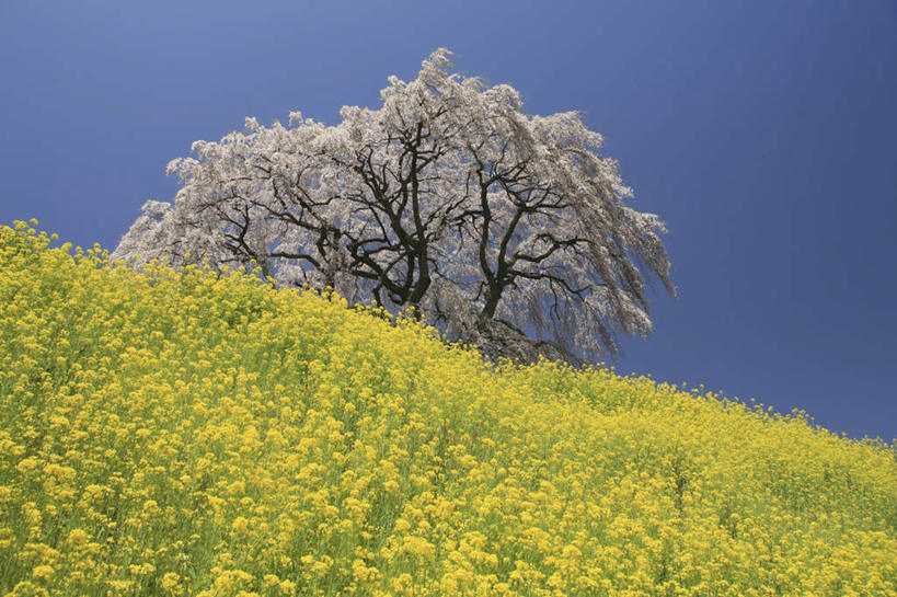 无人,横图,室外,白天,仰视,旅游,度假,花海,花圃,美景,树林,植物,樱花,叶子,日本,亚洲,许多,朦胧,模糊,盛开,景观,绿叶,花蕾,娱乐,花,花瓣,花朵,花卉,鲜花,树,树木,蓝色,绿色,蓝天,天空,自然,花丛,花田,天,花苞,花蕊,油菜花,享受,休闲,嫩叶,景色,放松,生长,晴朗,成长,自然风光,东亚,本州,万里无云,本州岛,日本国,东北地方,福岛,福岛县,仙樱花,福岛樱,青肤樱,叶,叶片,晴空,晴空万里,荆桃,彩图,低角度拍摄,芸苔,芸薹