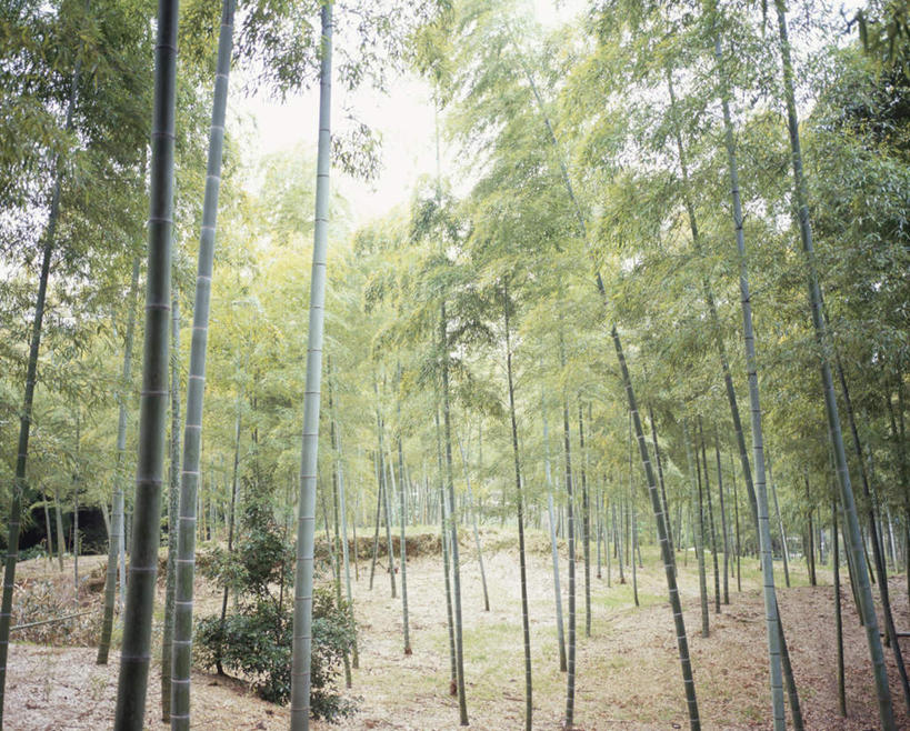 无人,横图,室外,白天,仰视,旅游,度假,草地,草坪,美景,树林,植物,竹子,许多,朦胧,模糊,景观,娱乐,草,树,树木,蓝色,绿色,蓝天,天空,自然,天,享受,休闲,景色,放松,生长,晴朗,成长,自然风光,万里无云,晴空,晴空万里,彩图,低角度拍摄