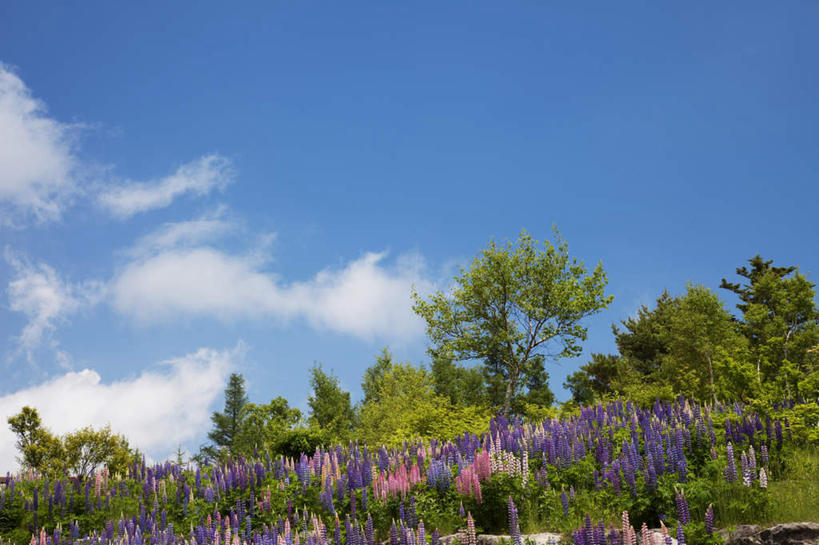 无人,横图,室外,白天,仰视,旅游,度假,美景,树林,植物,叶子,英国,欧洲,许多,盛开,景观,云,云朵,绿叶,云彩,娱乐,苏格兰,花,花瓣,花朵,花卉,鲜花,树,树木,粉色,蓝色,绿色,紫色,白云,蓝天,天空,自然,天,花蕊,享受,休闲,嫩叶,景色,放松,生长,晴朗,成长,西欧,自然风光,大不列颠,大不列颠及北爱尔兰联合王国,苏格兰高地,大不列颠联合王国,日不落英帝国,苏格兰王国,叶,叶片,晴空,彩图,低角度拍摄