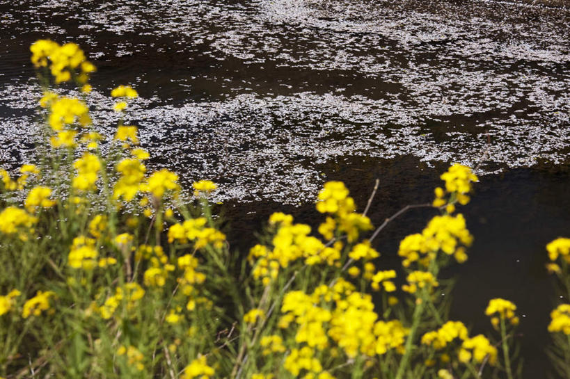 无人,横图,室外,白天,正面,旅游,度假,花海,花圃,石头,美景,植物,叶子,日本,亚洲,许多,朦胧,模糊,盛开,石子,景观,绿叶,花蕾,娱乐,花,花瓣,花朵,花卉,鲜花,黄色,绿色,自然,花丛,花田,花苞,花蕊,油菜花,享受,休闲,嫩叶,景色,放松,生长,成长,自然风光,东亚,本州,本州岛,日本国,近畿地方,近畿,滋贺,滋贺县,叶,叶片,石块,岩石,彩图,芸苔,芸薹