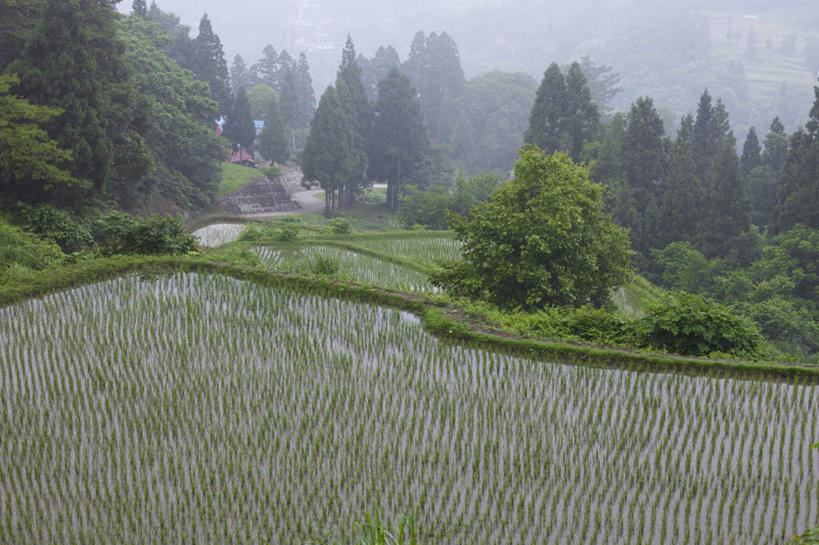 无人,家,农田,横图,俯视,室外,白天,旅游,度假,农业,庄稼,农作物,美景,山,山脉,树林,雪,植物,大雪,日本,亚洲,许多,阴影,朦胧,模糊,光线,影子,房屋,屋子,稻田,积雪,景观,山峰,雪景,云,云朵,冬季,冬天,山峦,云彩,娱乐,楼房,住宅,树,树木,蓝色,绿色,白云,蓝天,天空,阳光,自然,群山,天,享受,休闲,景色,放松,寒冷,生长,晴朗,成长,自然风光,东亚,本州,本州岛,日本国,中部地方,新潟,新潟县,严寒,晴空,彩图,高角度拍摄,耕地,庄稼田,房子