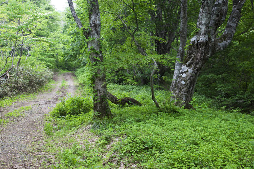 无人,横图,室外,白天,正面,旅游,度假,草地,美景,树林,植物,道路,路,许多,朦胧,模糊,景观,小路,交通,娱乐,草,树,树木,蓝色,绿色,蓝天,天空,自然,天,享受,休闲,景色,放松,乡间小路,生长,晴朗,成长,自然风光,万里无云,晴空,晴空万里,彩图