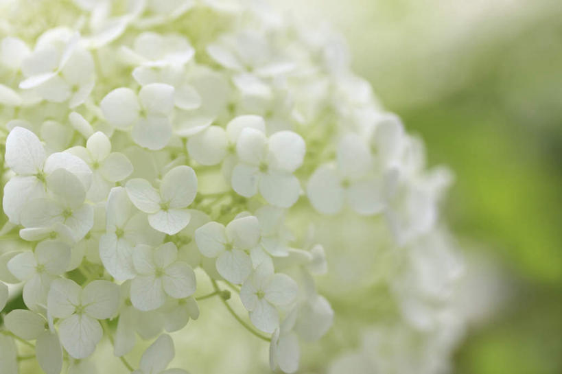 无人,横图,俯视,室外,特写,白天,旅游,度假,骄傲,花海,花圃,美景,植物,八仙花,叶子,许多,阴影,朦胧,模糊,盛开,光线,影子,景观,绿叶,花蕾,娱乐,花,花瓣,花朵,花卉,鲜花,绿色,白色,阳光,自然,花丛,花田,花苞,花蕊,绣球花,享受,休闲,嫩叶,景色,放松,生长,成长,紫阳花,洋绣球,自然风光,草绣球,斗球,七变化,粉团花,善变,叶,叶片,彩图,高角度拍摄