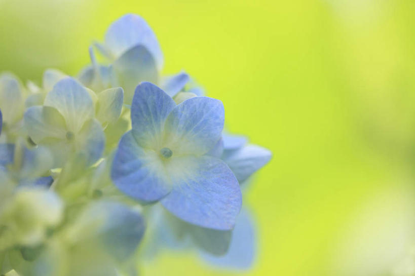 无人,横图,俯视,室外,特写,白天,旅游,度假,骄傲,花海,花圃,美景,植物,八仙花,叶子,许多,阴影,朦胧,模糊,盛开,光线,影子,景观,绿叶,花蕾,娱乐,花,花瓣,花朵,花卉,鲜花,蓝色,绿色,阳光,自然,花丛,花田,花苞,花蕊,绣球花,享受,休闲,嫩叶,景色,放松,生长,成长,紫阳花,洋绣球,自然风光,草绣球,斗球,七变化,粉团花,善变,叶,叶片,彩图,高角度拍摄
