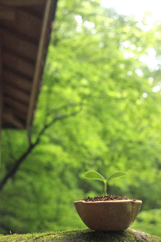 无人,竖图,室外,白天,仰视,旅游,度假,美景,树林,植物,叶子,许多,朦胧,模糊,盆栽,瓦片,屋檐,景观,绿叶,盆景,娱乐,檐,树,树木,蓝色,绿色,蓝天,天空,自然,嫩芽,天,享受,休闲,嫩叶,景色,放松,生长,晴朗,成长,生机,希望,自然风光,万里无云,新苗,叶,叶片,晴空,晴空万里,彩图,低角度拍摄