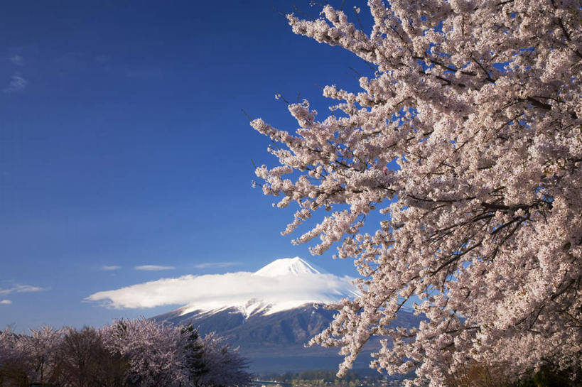 无人,横图,室外,白天,仰视,旅游,度假,美景,树林,雪,植物,大雪,樱花,日本,亚洲,许多,积雪,景观,雪景,冬季,冬天,樱花树,娱乐,树,树木,蓝色,绿色,蓝天,天空,自然,天,享受,休闲,景色,放松,寒冷,生长,晴朗,成长,自然风光,东亚,本州,万里无云,本州岛,日本国,中部地方,山梨,山梨县,仙樱花,福岛樱,青肤樱,严寒,晴空,晴空万里,荆桃,彩图,低角度拍摄