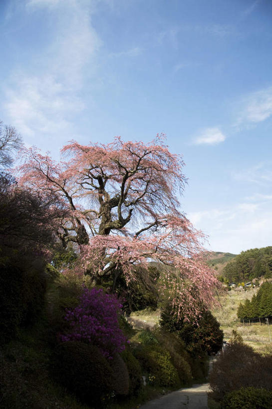 无人,竖图,室外,白天,仰视,旅游,度假,美景,山,山脉,树林,植物,长野县,日本,亚洲,许多,枯萎,景观,山峰,云,云朵,枯草,山峦,云彩,娱乐,草,树,树木,黄色,蓝色,绿色,白云,蓝天,天空,自然,群山,天,享受,休闲,景色,放松,生长,晴朗,成长,自然风光,东亚,本州,本州岛,日本国,中部地方,长野,晴空,彩图,低角度拍摄