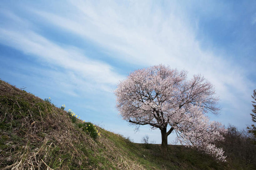 无人,横图,室外,白天,仰视,旅游,度假,草地,草坪,美景,树林,植物,樱花,叶子,富山县,日本,亚洲,许多,朦胧,模糊,盛开,景观,云,云朵,绿叶,樱花树,云彩,娱乐,草,花,花瓣,花朵,花卉,鲜花,树,树木,蓝色,绿色,白云,蓝天,天空,自然,天,花蕊,油菜花,享受,休闲,嫩叶,景色,放松,生长,晴朗,成长,自然风光,东亚,本州,本州岛,日本国,中部地方,仙樱花,福岛樱,青肤樱,富山,叶,叶片,晴空,荆桃,彩图,低角度拍摄,芸苔,芸薹