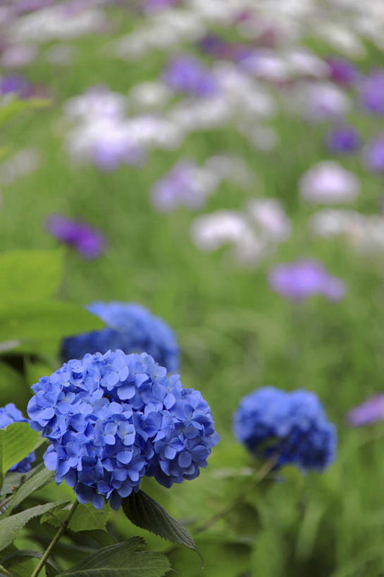 无人,竖图,俯视,室外,特写,白天,旅游,度假,骄傲,花海,花圃,美景,植物,八仙花,叶子,东京,日本,亚洲,许多,阴影,朦胧,模糊,盛开,光线,影子,景观,绿叶,花蕾,娱乐,花,花瓣,花朵,花卉,鲜花,绿色,紫色,阳光,自然,花丛,花田,花苞,花蕊,绣球花,享受,休闲,嫩叶,景色,放松,生长,成长,紫阳花,洋绣球,自然风光,东亚,本州,关东地方,本州岛,日本国,东京都,草绣球,斗球,七变化,粉团花,善变,叶,叶片,彩图,高角度拍摄