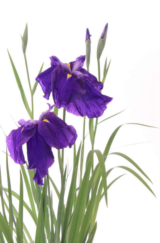 无人,竖图,室内,特写,白天,白色背景,正面,美景,植物,叶子,盛开,景观,绿叶,草药,中药,花,花瓣,花朵,花卉,鲜花,两朵,花蕊,嫩叶,景色,摄影,影棚,鸢尾,药材,中草药,中药材,本草,紫蝴蝶,蓝蝴蝶,乌鸢,扁竹花,叶,叶片,彩图,影棚拍摄,拍摄