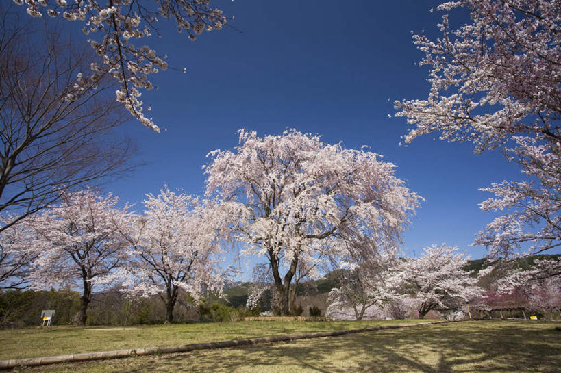 无人,横图,室外,白天,仰视,旅游,度假,美景,树林,植物,樱花,长野县,日本,亚洲,许多,阴影,枯萎,光线,影子,景观,枯草,樱花树,娱乐,草,树,树木,黄色,蓝色,绿色,蓝天,天空,阳光,自然,天,享受,休闲,景色,放松,生长,晴朗,成长,自然风光,东亚,本州,万里无云,本州岛,日本国,中部地方,长野,仙樱花,福岛樱,青肤樱,晴空,晴空万里,荆桃,彩图,低角度拍摄
