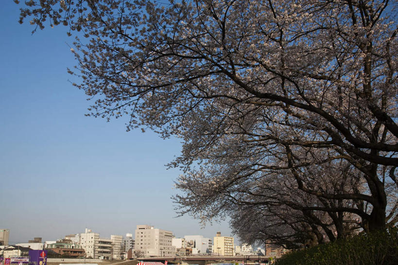 无人,高楼大厦,横图,室外,白天,仰视,旅游,度假,河流,石头,美景,树林,水,植物,楼梯,城市风光,城市,大厦,建筑,卡车,摩天大楼,汽车,樱花,日本,亚洲,许多,阴影,朦胧,模糊,光线,石子,影子,帐篷,阶梯,河水,景观,水流,桥,樱花树,娱乐,建设,石桥,拱桥,台阶,栈桥,车,树,树木,蓝色,绿色,蓝天,天空,阳光,自然,交通工具,天,享受,休闲,景色,放松,拱形,生长,晴朗,成长,人行桥,石拱桥,自然风光,载具,露营,野营,东亚,本州,万里无云,宿营,本州岛,日本国,中部地方,福井,福井县,仙樱花,福岛樱,青肤樱,足羽川,石块,晴空,晴空万里,荆桃,彩图,低角度拍摄,大楼,高层建筑,高楼,摩天楼