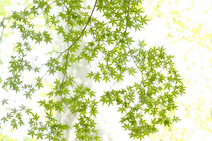 无人,横图,室外,白天,仰视,旅游,度假,美景,树林,植物,枫树,东京,日本,许多,阴影,朦胧,模糊,光线,影子,景观,新宿,娱乐,树,树木,蓝色,绿色,蓝天,天空,阳光,自然,天,享受,休闲,景色,放松,生长,晴朗,成长,自然风光,东亚,本州,万里无云,关东地方,本州岛,日本国,东京都,新宿区,县厅,东京市,晴空,晴空万里,彩图,低角度拍摄