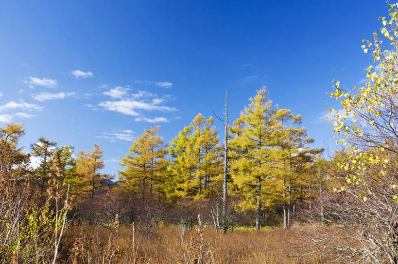 无人,横图,室外,白天,仰视,旅游,度假,草地,美景,秋季,树林,植物,日本,亚洲,许多,景观,云,云朵,云彩,娱乐,草,树,树木,蓝色,绿色,白云,蓝天,天空,自然,天,享受,休闲,景色,放松,生长,晴朗,成长,自然风光,东亚,本州,关东地方,本州岛,日本国,栃木,栃木县,晴空,秋,秋天,彩图,低角度拍摄
