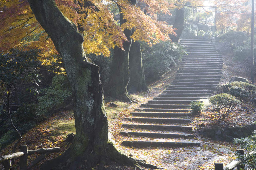 无人,栏杆,横图,室外,白天,仰视,旅游,度假,美景,秋季,树林,植物,楼梯,日本,亚洲,许多,阴影,朦胧,模糊,光线,影子,阶梯,景观,围栏,娱乐,护栏,台阶,树,树木,绿色,阳光,自然,享受,休闲,景色,放松,生长,成长,自然风光,东亚,本州,本州岛,日本国,中部地方,福井,福井县,秋,秋天,彩图,低角度拍摄