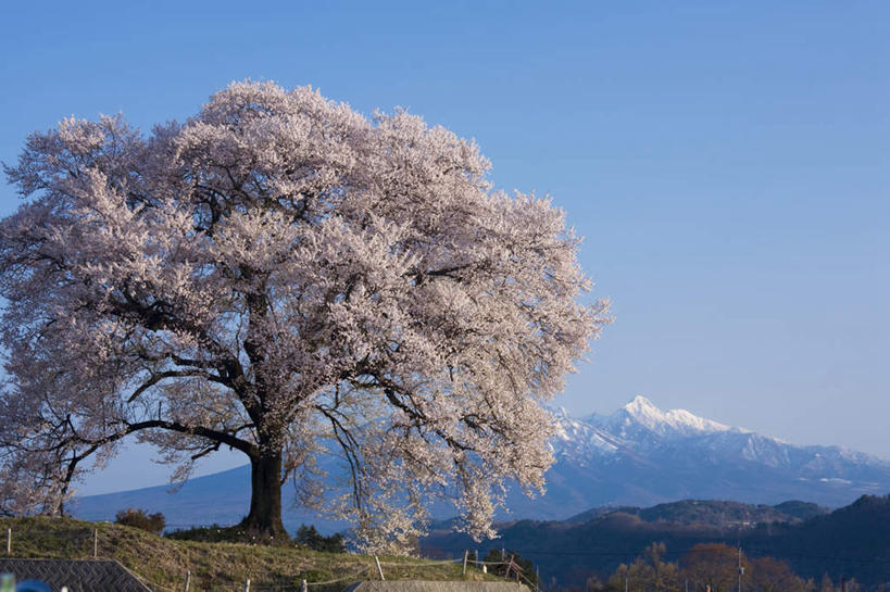 无人,家,栏杆,横图,室外,白天,仰视,旅游,度假,美景,山,树林,雪,植物,大雪,樱花,日本,亚洲,许多,阴影,电力,光线,电线,线,影子,房屋,屋子,积雪,景观,山峰,雪景,冬季,冬天,围栏,樱花树,电能,山峦,线路,娱乐,护栏,楼房,住宅,树,树木,粉色,蓝色,绿色,蓝天,天空,阳光,自然,天,享受,休闲,景色,放松,寒冷,生长,晴朗,成长,电,电源,电源线,自然风光,能量,东亚,本州,万里无云,本州岛,日本国,中部地方,山梨,山梨县,仙樱花,福岛樱,青肤樱,严寒,晴空,晴空万里,荆桃,彩图,低角度拍摄,房子
