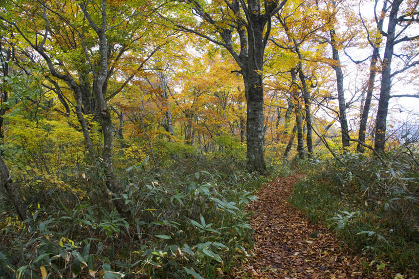 无人,横图,室外,白天,正面,旅游,度假,草地,草坪,美景,秋季,树林,植物,道路,路,日本,亚洲,许多,朦胧,模糊,景观,小路,交通,娱乐,草,树,树木,蓝色,绿色,蓝天,天空,自然,天,享受,休闲,景色,放松,乡间小路,生长,晴朗,成长,自然风光,东亚,本州,万里无云,本州岛,日本国,中部地方,福井,福井县,晴空,晴空万里,秋,秋天,彩图