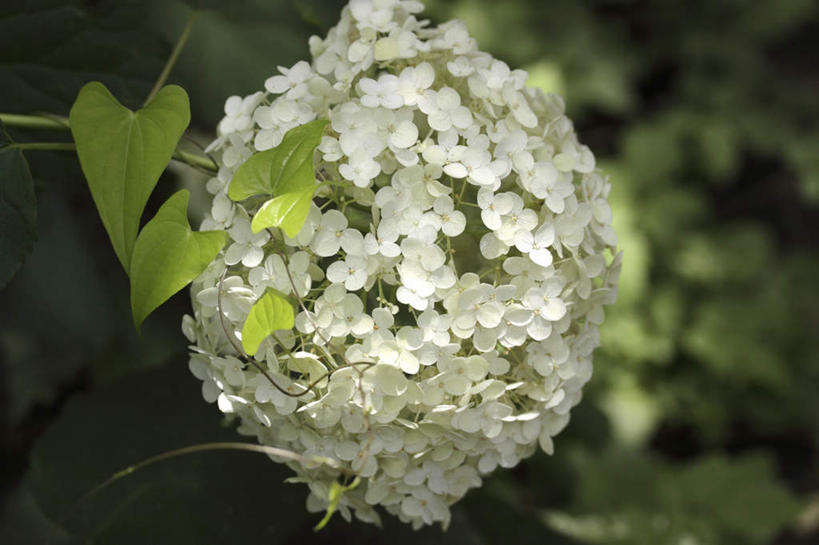 无人,横图,俯视,室外,特写,白天,旅游,度假,骄傲,花海,花圃,美景,植物,八仙花,叶子,东京,日本,亚洲,许多,朦胧,模糊,盛开,景观,绿叶,花蕾,娱乐,花,花瓣,花朵,花卉,鲜花,绿色,白色,自然,花丛,花田,花苞,花蕊,绣球花,享受,休闲,嫩叶,景色,放松,生长,成长,紫阳花,洋绣球,自然风光,东亚,本州,关东地方,本州岛,日本国,东京都,草绣球,斗球,七变化,粉团花,善变,叶,叶片,彩图,高角度拍摄