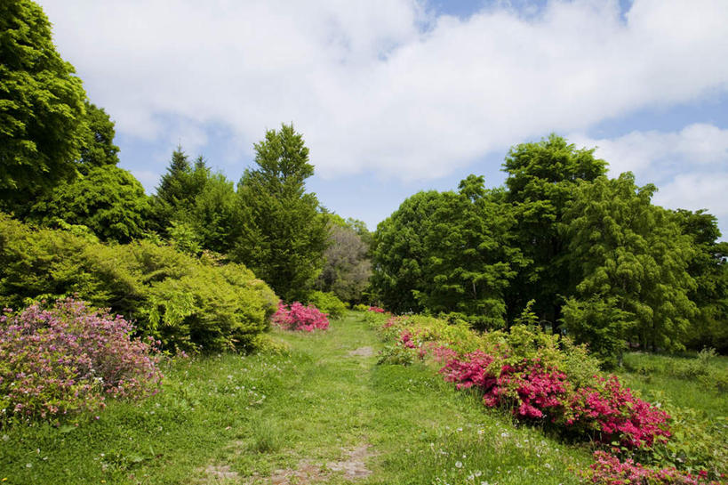 无人,横图,室外,白天,仰视,旅游,度假,草地,花海,花圃,美景,植物,杜鹃花,叶子,长野县,日本,亚洲,许多,盛开,景观,云,云朵,杜鹃,绿叶,花蕾,云彩,娱乐,草,花,花瓣,花朵,花卉,鲜花,红色,蓝色,绿色,白云,蓝天,天空,自然,花丛,花田,天,花苞,花蕊,享受,休闲,嫩叶,景色,放松,生长,晴朗,成长,喜悦,克制,自然风光,东亚,本州,本州岛,日本国,中部地方,长野,红杜鹃,满山红,清明花,清时,山踯躅,红踯躅,节制,欣喜,山石榴,映山红,叶,叶片,晴空,彩图,低角度拍摄