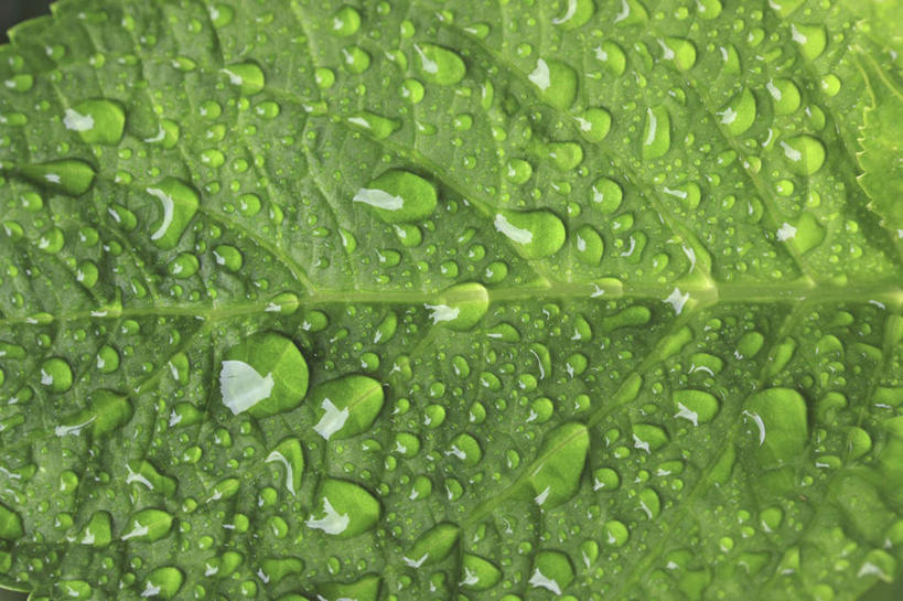 无人,横图,俯视,室外,特写,白天,旅游,度假,美景,水,植物,露水,叶子,一片,许多,朦胧,模糊,散落,纹理,液体,景观,水滴,绿叶,娱乐,水珠,绿色,自然,露珠,享受,休闲,嫩叶,景色,放松,生机,自然风光,肌理,灵动,叶,叶片,叶脉,彩图,高角度拍摄