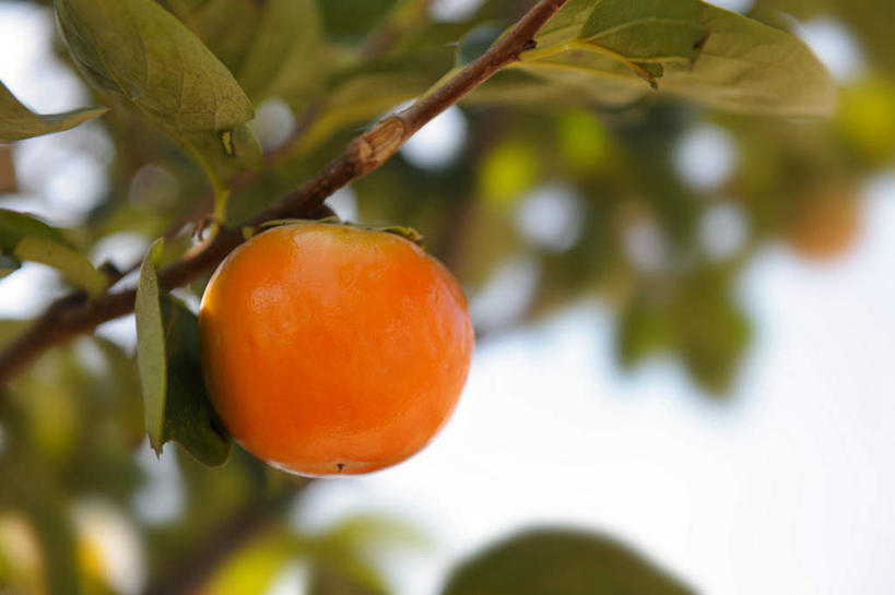 无人,横图,室外,特写,白天,正面,旅游,度假,美景,柿子,水果,叶子,日本,亚洲,朦胧,模糊,新鲜,景观,生食,食品,果实,绿叶,娱乐,食物,一个,蓝色,蓝天,天空,自然,天,享受,休闲,橙色,嫩叶,景色,放松,有机食品,绿色食品,晴朗,单个,自然风光,东亚,本州,万里无云,本州岛,日本国,中部地方,山梨,山梨县,叶,叶片,晴空,晴空万里,彩图
