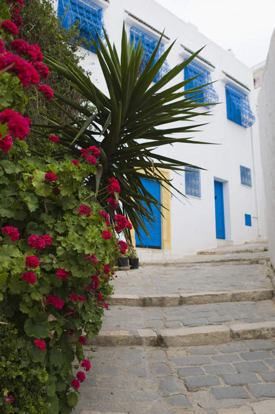 无人,家,栏杆,竖图,室外,白天,仰视,旅游,度假,花海,花圃,美景,植物,窗户,楼梯,落地窗,门,城市风光,城市,建筑,叶子,非洲,突尼斯,一排,许多,整齐,装饰,盛开,木制,扶手,房屋,阶梯,屋子,景观,公寓,花蕾,娱乐,建设,洋房,护栏,楼房,玻璃窗,台阶,住宅,花,花瓣,花朵,花卉,鲜花,排列,红色,蓝色,绿色,木制品,门框,花丛,花束,花田,花苞,花蕊,享受,休闲,景色,放松,华丽,修饰,点缀,队列,衬托,美观,雅致,雅观,阿非利加洲,蓝白小镇,突尼斯共和国,西迪布济德,西迪布济德省,彩图,低角度拍摄,房子