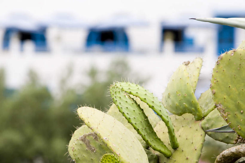 无人,家,横图,室外,特写,白天,正面,旅游,度假,美景,植物,门,城市风光,城市,建筑,仙人掌,非洲,突尼斯,许多,朦胧,模糊,木制,火焰,房屋,屋子,景观,公寓,草药,娱乐,建设,洋房,楼房,中药,住宅,树,树木,蓝色,绿色,自然,木制品,门框,享受,休闲,景色,放松,生长,成长,药材,中草药,中药材,本草,牛舌头,阿非利加洲,蓝白小镇,突尼斯共和国,西迪布济德,西迪布济德省,玉芙蓉,仙巴掌,火掌,霸王树,彩图,房子