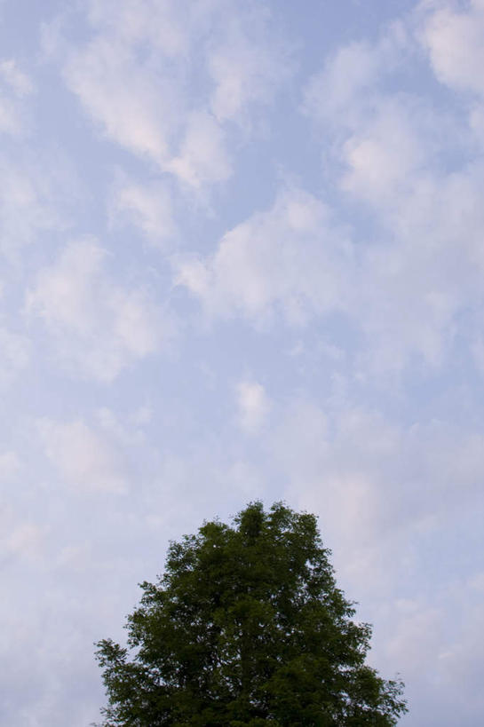 无人,竖图,室外,白天,仰视,旅游,度假,美景,植物,日本,亚洲,景观,云,云朵,千叶县,云彩,娱乐,树,树木,蓝色,绿色,白云,蓝天,天空,自然,天,享受,休闲,景色,放松,生长,晴朗,成长,自然风光,树梢,东亚,本州,关东地方,本州岛,日本国,千叶,晴空,彩图,低角度拍摄