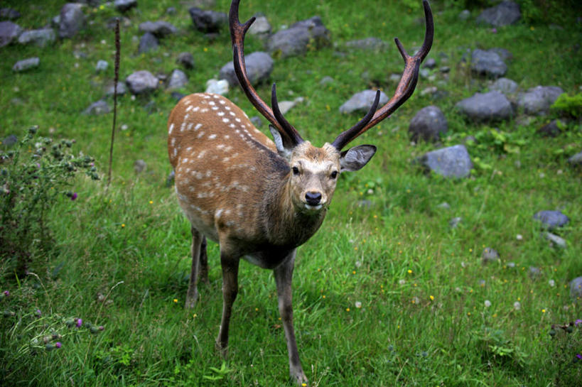 无人,站,横图,俯视,室外,白天,旅游,度假,草地,草坪,石头,美景,植物,哺乳动物,鹿,野生动物,北海道,日本,亚洲,石子,景观,棕色,注视,娱乐,草,一只,绿色,自然,动物,观察,看,站着,享受,休闲,景色,放松,可爱,活泼,观看,察看,关注,自然风光,东亚,日本国,北海道地方,北海道岛,石块,站立,彩图,高角度拍摄,全身