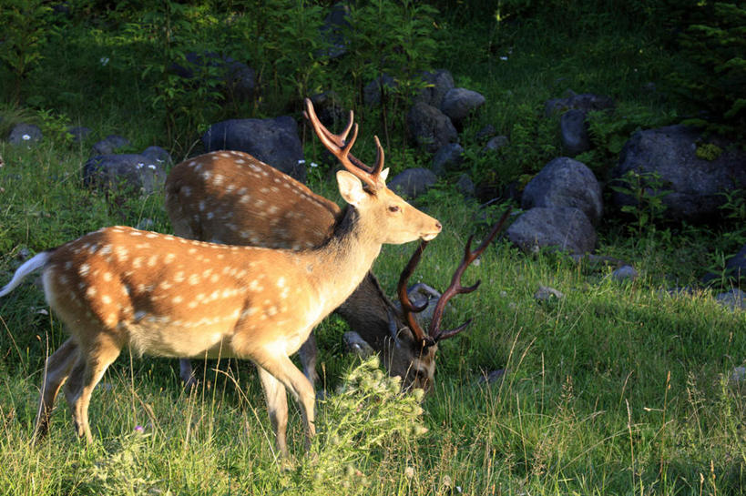 无人,站,走,吃,横图,室外,白天,侧面,旅游,度假,草地,草坪,石头,美景,植物,哺乳动物,鹿,野生动物,北海道,日本,亚洲,阴影,光线,石子,影子,景观,棕色,注视,娱乐,草,绿色,阳光,自然,动物,低头,观察,看,站着,两只,享受,休闲,景色,放松,可爱,活泼,观看,察看,关注,自然风光,东亚,日本国,北海道地方,北海道岛,石块,嚼,食,站立,走路,彩图,全身