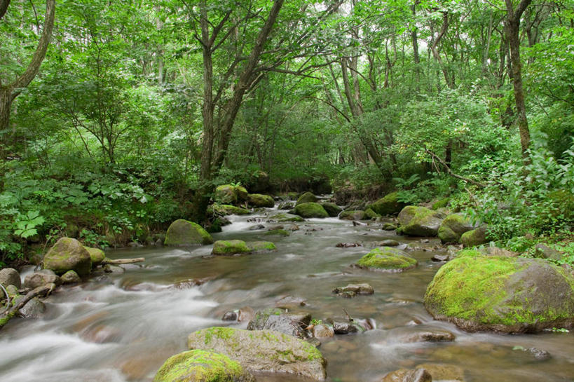 无人,横图,室外,白天,正面,旅游,度假,河流,礁石,石头,美景,树林,水,植物,叶子,长野县,日本,亚洲,许多,阴影,光线,石子,影子,河水,景观,水流,绿叶,苔藓,娱乐,树,树木,蓝色,绿色,蓝天,天空,小溪,阳光,自然,天,溪水,享受,休闲,嫩叶,景色,放松,流动,生长,晴朗,成长,自然风光,流淌,东亚,本州,万里无云,本州岛,日本国,中部地方,长野,叶,叶片,礁,石块,岩石,晴空,晴空万里,彩图