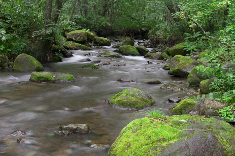无人,横图,室外,白天,正面,旅游,度假,河流,礁石,石头,美景,树林,水,植物,叶子,长野县,日本,亚洲,许多,石子,河水,景观,水流,绿叶,苔藓,娱乐,树,树木,绿色,小溪,自然,溪水,享受,休闲,嫩叶,景色,放松,流动,生长,成长,自然风光,流淌,东亚,本州,本州岛,日本国,中部地方,长野,叶,叶片,礁,石块,岩石,彩图