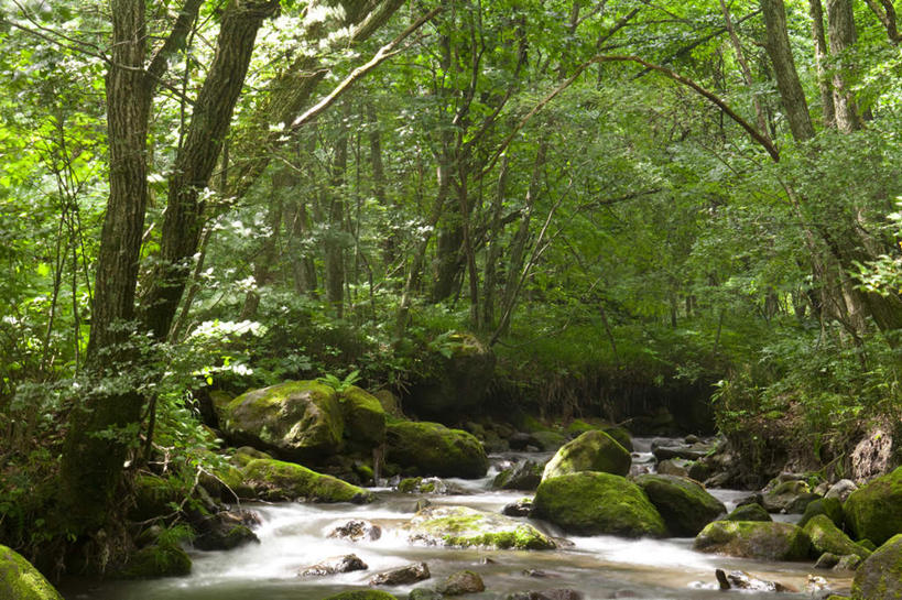 无人,横图,室外,白天,正面,旅游,度假,河流,礁石,石头,美景,树林,水,植物,长野县,日本,亚洲,许多,阴影,光线,石子,影子,河水,景观,水流,娱乐,树,树木,绿色,小溪,阳光,自然,溪水,享受,休闲,景色,放松,流动,生长,成长,自然风光,流淌,东亚,本州,本州岛,日本国,中部地方,长野,礁,石块,岩石,彩图