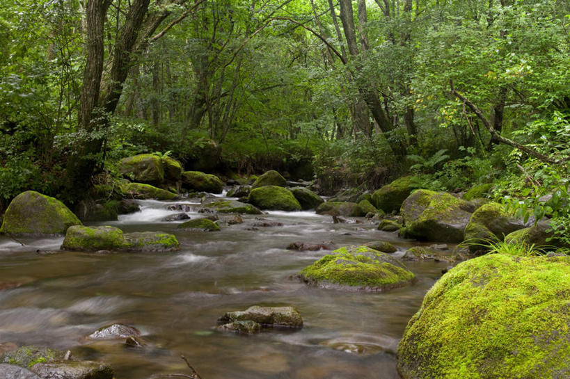 无人,横图,室外,白天,正面,旅游,度假,河流,礁石,石头,美景,树林,水,植物,叶子,长野县,日本,亚洲,许多,阴影,光线,石子,影子,河水,景观,水流,绿叶,苔藓,娱乐,树,树木,绿色,小溪,阳光,自然,溪水,享受,休闲,嫩叶,景色,放松,流动,生长,成长,自然风光,流淌,东亚,本州,本州岛,日本国,中部地方,长野,叶,叶片,礁,石块,岩石,彩图