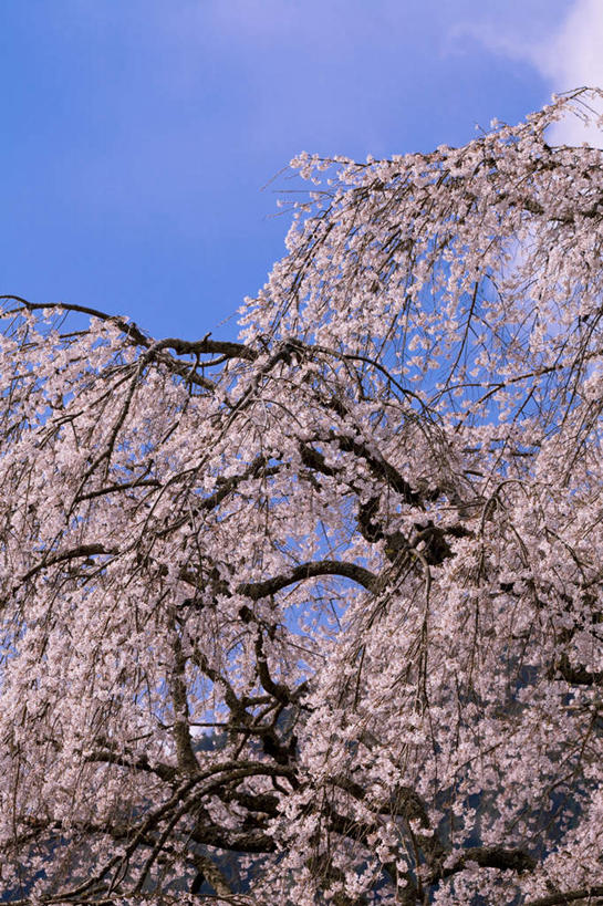 无人,竖图,室外,特写,白天,仰视,旅游,度假,幸福,纯洁,美景,植物,樱花,日本,亚洲,许多,盛开,景观,云,云朵,樱花树,花蕾,云彩,娱乐,花,花瓣,花朵,鲜花,树,树木,粉色,蓝色,绿色,白云,蓝天,天空,自然,天,花苞,花蕊,享受,休闲,景色,放松,生长,晴朗,成长,等待,生命,自然风光,东亚,本州,本州岛,日本国,中部地方,山梨,山梨县,仙樱花,福岛樱,青肤樱,高尚,热烈,晴空,荆桃,彩图,低角度拍摄