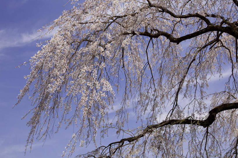 无人,横图,室外,白天,仰视,旅游,度假,幸福,纯洁,美景,植物,樱花,日本,亚洲,许多,盛开,景观,云,云朵,樱花树,花蕾,云彩,娱乐,花,花瓣,花朵,鲜花,树,树木,粉色,蓝色,绿色,白云,蓝天,天空,自然,天,花苞,花蕊,享受,休闲,景色,放松,生长,晴朗,成长,等待,生命,自然风光,东亚,本州,本州岛,日本国,中部地方,山梨,山梨县,仙樱花,福岛樱,青肤樱,高尚,热烈,晴空,荆桃,彩图,低角度拍摄